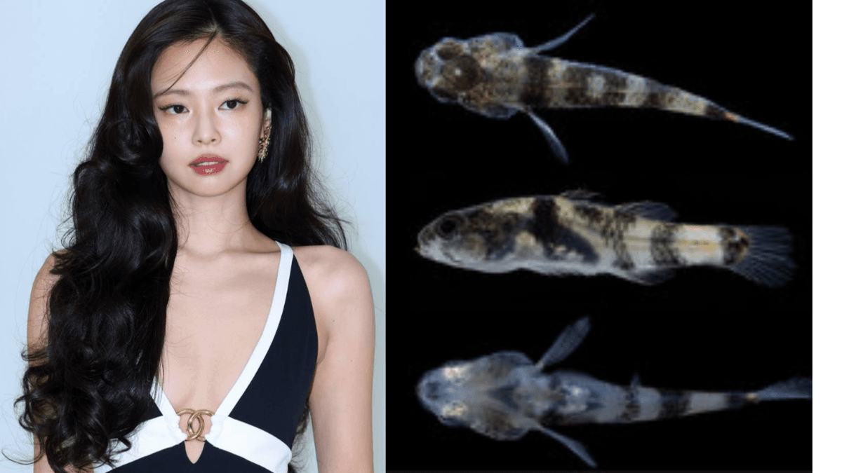 블랙핑크 제니, 신종 물고기 학명으로 영원히 남다