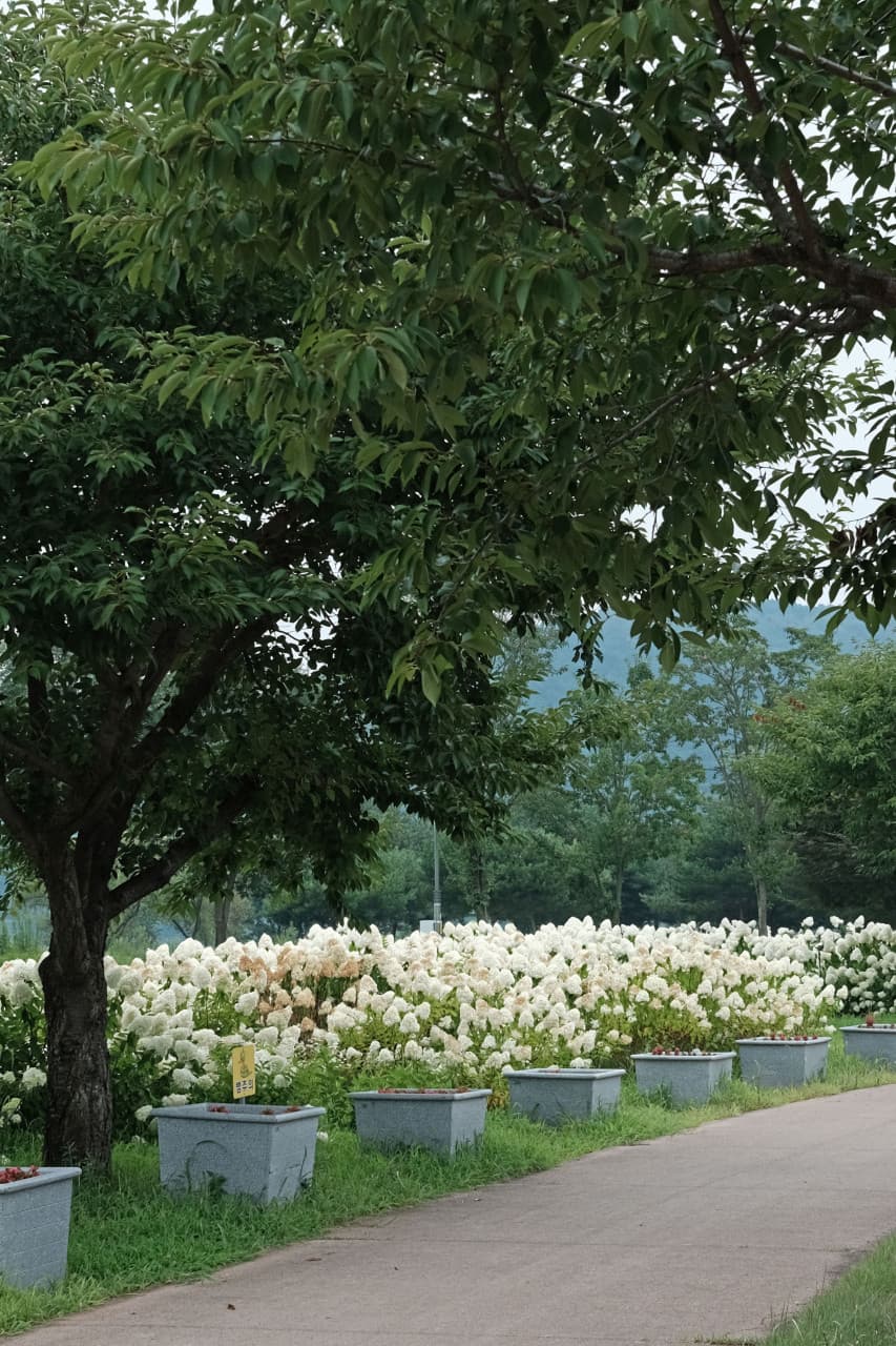 Gyeongcheon Island Park